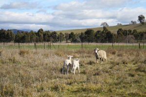 Sheep at Ginninderra. About 5,000 sheep currently live on the site.