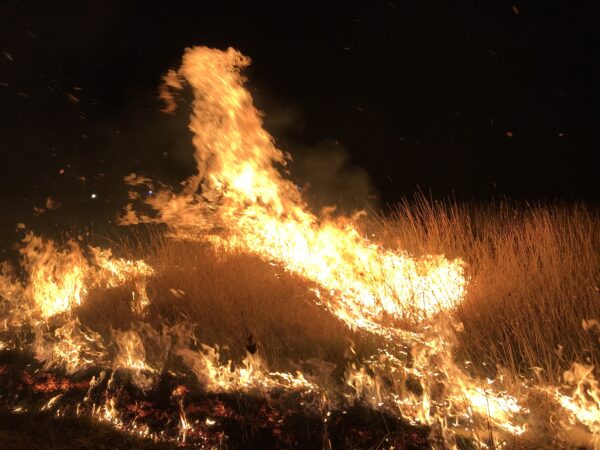 Fire burning trees across Australian landscape at night