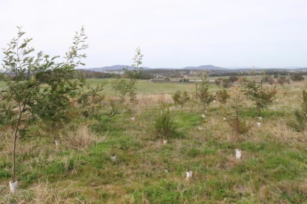 A green field with trees growing.