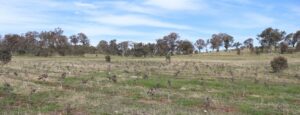 A dry field with shrubs and a blue sky.