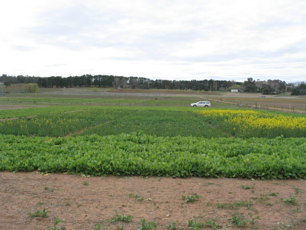 A predominately green field with some yellow on the right hand side and a brown patch of dirt in front of it. A white car is driving past the field at the back of the field.