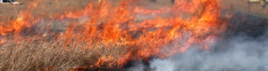 A fire burning in a field of grass.