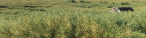 Green canola crop growing in a field.