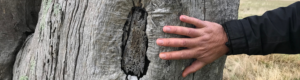 A hand on a grey coloured tree stump.