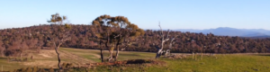 Grassy landscape with green trees, shrubs and a blue sky.