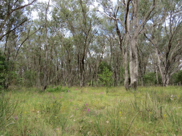 White box trees in a green grassy woodland.