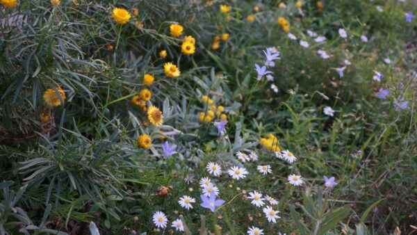 White, purple and yellow wildflowers, orchids and lilies in a diverse range of green plants.