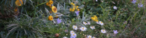 White, purple and yellow wildflowers, orchids and lilies in a diverse range of green plants.