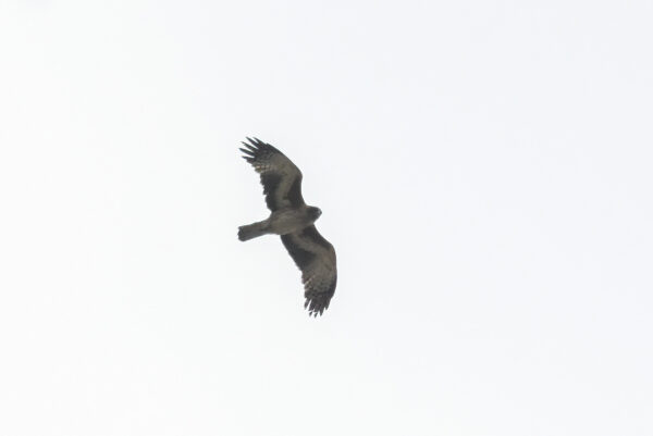 A female little eagle flying.