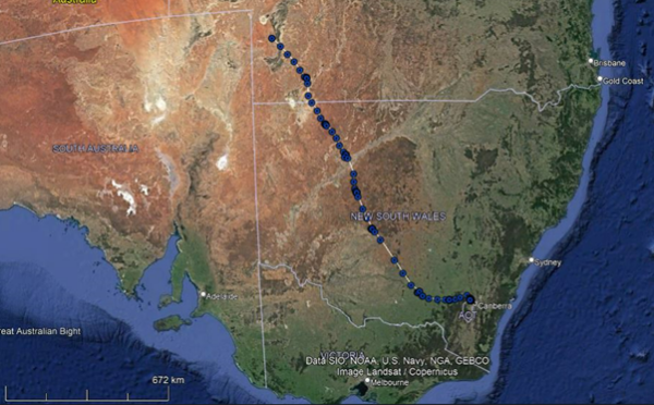 A map of Australia outlining the Pegasus male Z4's migration journey with blue dots.