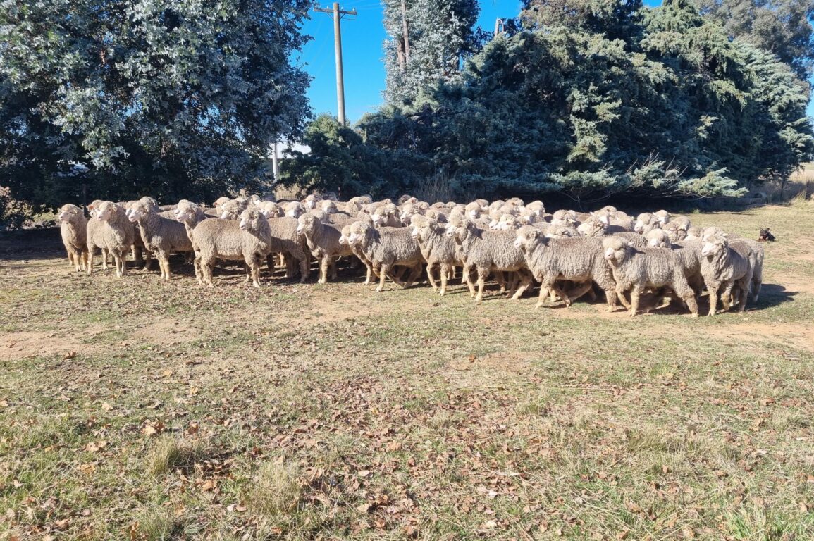 The sheep at Ginninderra are a mix of Merino and crossbred ewes and play a key role in the conservation management of the site.