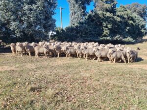 The sheep at Ginninderra are a mix of Merino and crossbred ewes and play a key role in the conservation management of the site.