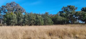 A field with high brown grass and shrubs, trees and blue skly.