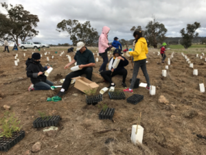 A group of people planting shrubs in a field with trees in the background.