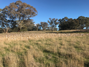 A field with some grass in the front of the shot and tress with blue sky in the back.