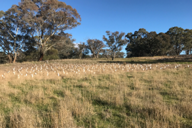 A field with some grass in the front of the shot and tress with blue sky in the back.