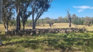 A flock of sheep stand in a paddock under a gum tree. Green grass and blue skies.