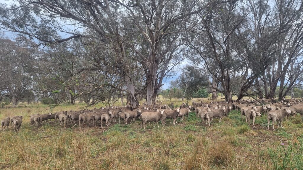 A flock of merino sheep shelter under trees in a paddock. Some of them face the camera.